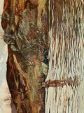 Briggs Ernest 1866 1913 Angling & Art in Scotland 1908 Fisherman on the Double Bend pool A4 Photo Print
