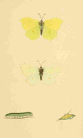 British Butterflies 1853 Brimstone A4 Photo Print