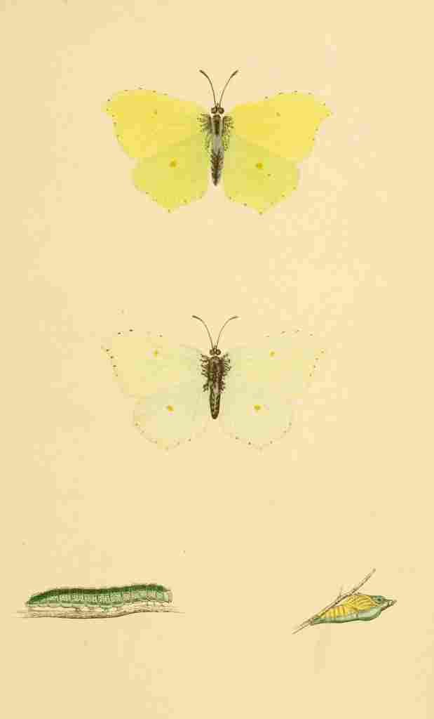 British Butterflies 1853 Brimstone A4 Photo Print