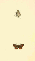 British Butterflies 1853 Brown Argus Blue A4 Photo Print