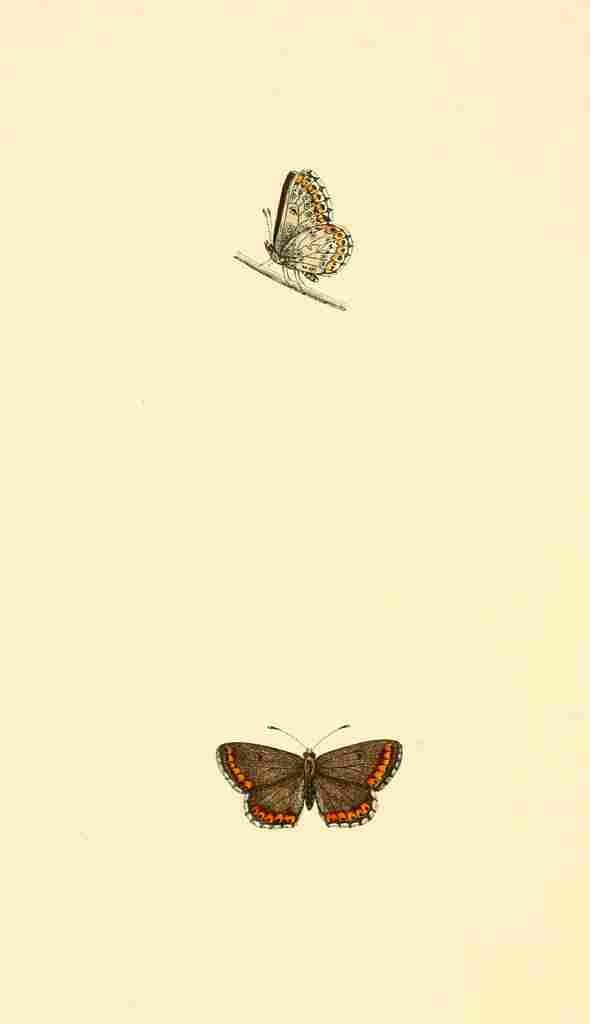 British Butterflies 1853 Brown Argus Blue A4 Photo Print