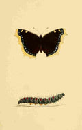 British Butterflies 1853 Camberwell Beauty A4 Photo Print