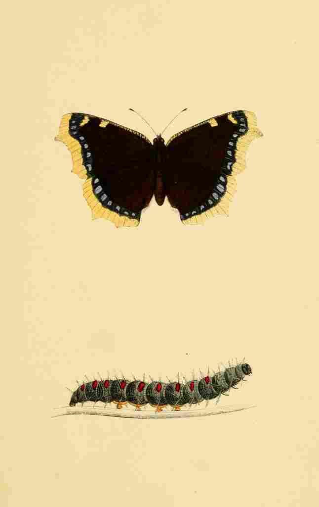 British Butterflies 1853 Camberwell Beauty A4 Photo Print