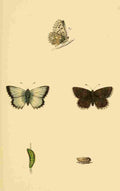 British Butterflies 1853 Chalk Hill Blue A4 Photo Print