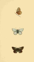 British Butterflies 1853 Clifden Blue A4 Photo Print