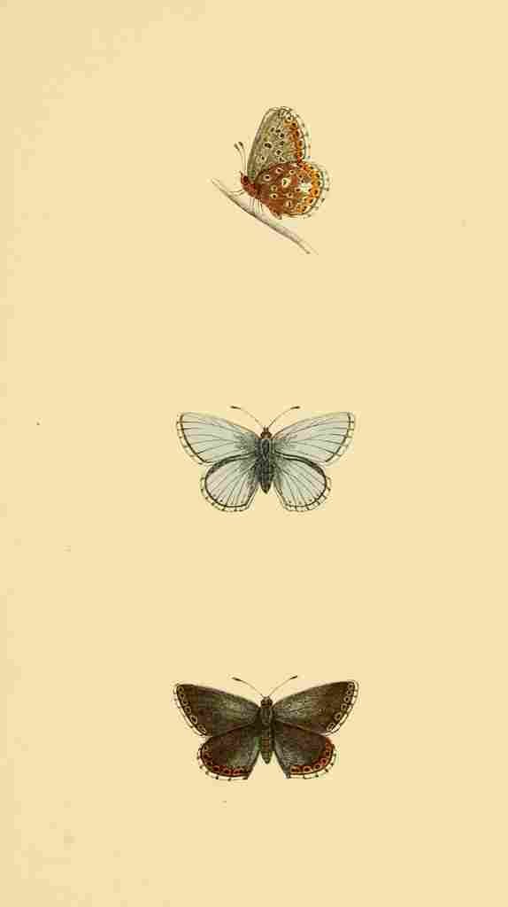 British Butterflies 1853 Clifden Blue A4 Photo Print