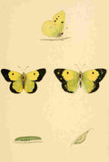 British Butterflies 1853 Clouded Yellow A4 Photo Print