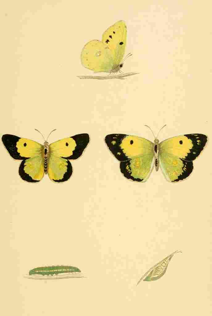 British Butterflies 1853 Clouded Yellow A4 Photo Print