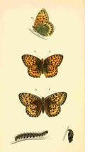 British Butterflies 1853 Dark Green Fritillary A4 Photo Print