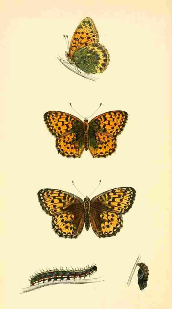 British Butterflies 1853 Dark Green Fritillary A4 Photo Print