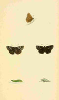British Butterflies 1853 Dingy Skipper A4 Photo Print