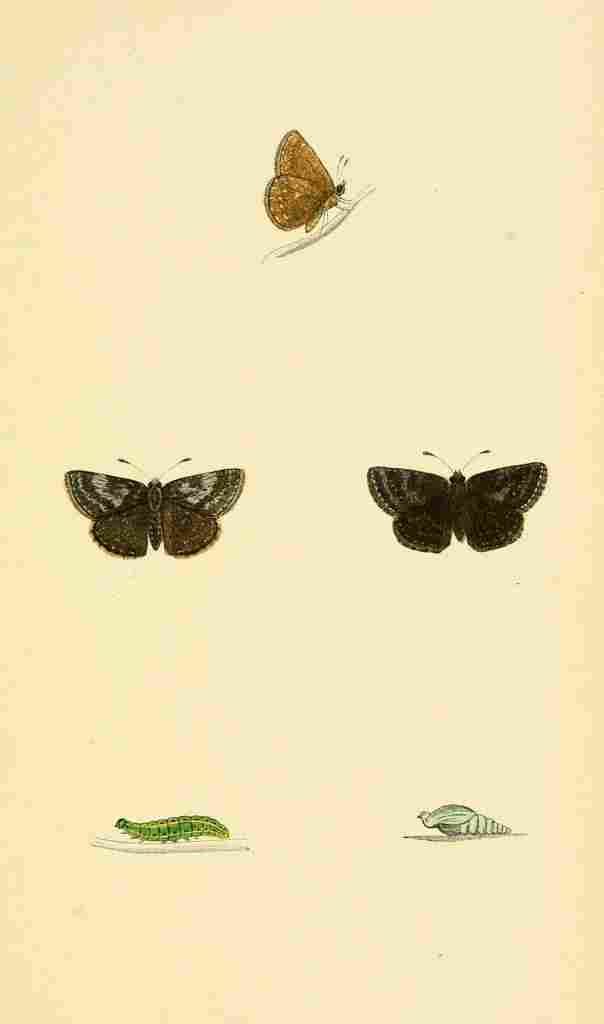 British Butterflies 1853 Dingy Skipper A4 Photo Print