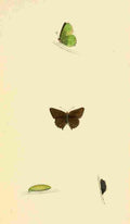 British Butterflies 1853 Green Hairstreak A4 Photo Print