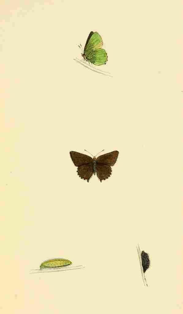 British Butterflies 1853 Green Hairstreak A4 Photo Print