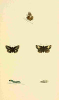 British Butterflies 1853 Grizzled Skipper A4 Photo Print