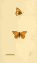 British Butterflies 1853 Heath Butterfly A4 Photo Print