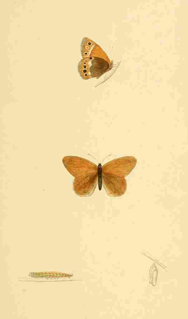 British Butterflies 1853 Heath Butterfly A4 Photo Print