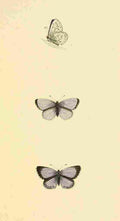 British Butterflies 1853 Holly Blue A4 Photo Print
