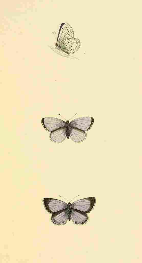 British Butterflies 1853 Holly Blue A4 Photo Print