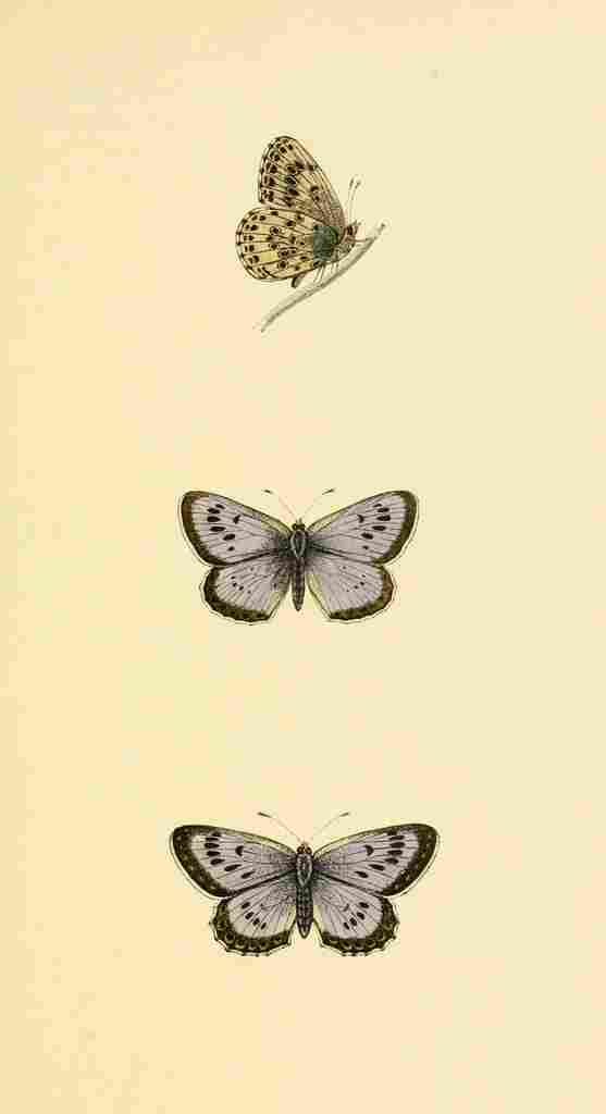 British Butterflies 1853 Large Blue A4 Photo Print