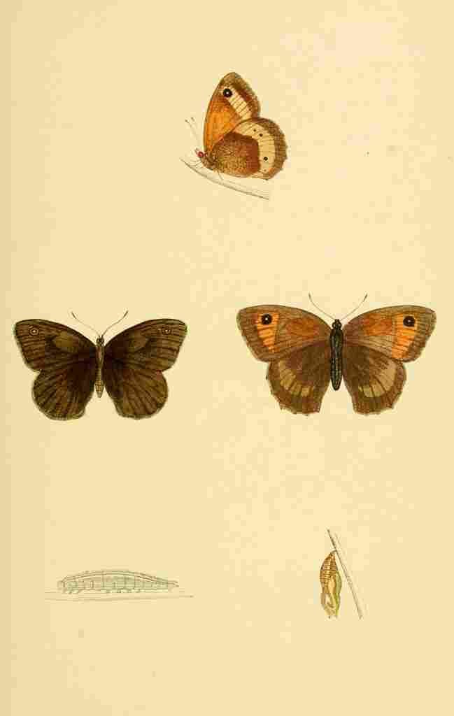 British Butterflies 1853 Large Meadow Brown A4 Photo Print
