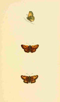 British Butterflies 1853 Large Skipper A4 Photo Print