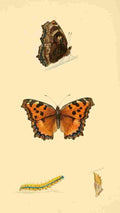 British Butterflies 1853 Large Tortoiseshell A4 Photo Print