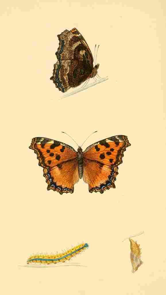 British Butterflies 1853 Large Tortoiseshell A4 Photo Print