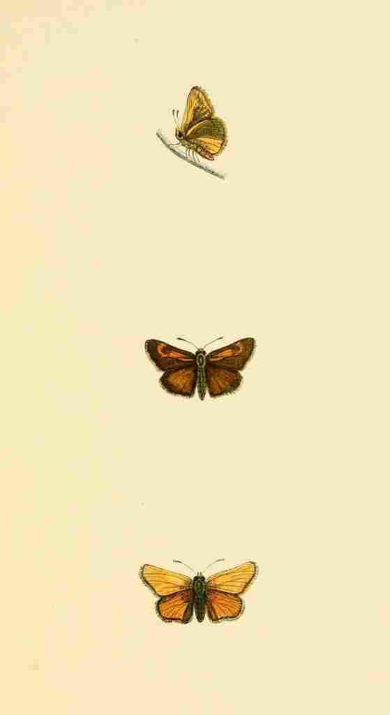 British Butterflies 1853 Lulworth Skipper A4 Photo Print