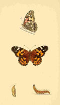 British Butterflies 1853 Painted Lady A4 Photo Print