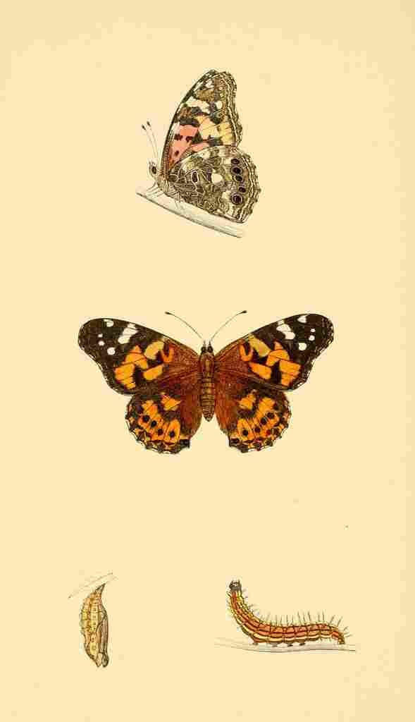 British Butterflies 1853 Painted Lady A4 Photo Print