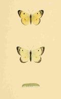 British Butterflies 1853 Pale Clouded Yellow A4 Photo Print