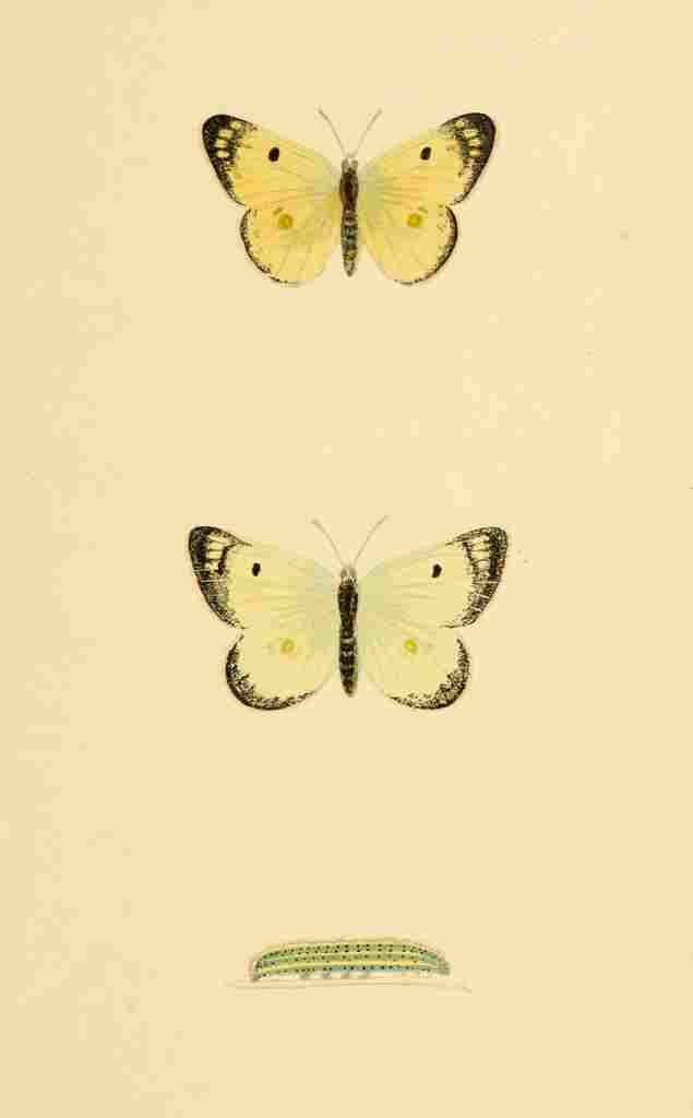 British Butterflies 1853 Pale Clouded Yellow A4 Photo Print