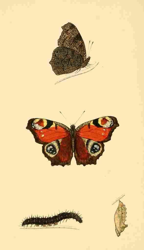 British Butterflies 1853 Peacock A4 Photo Print