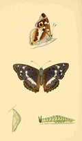 British Butterflies 1853 Purple Emperor A4 Photo Print