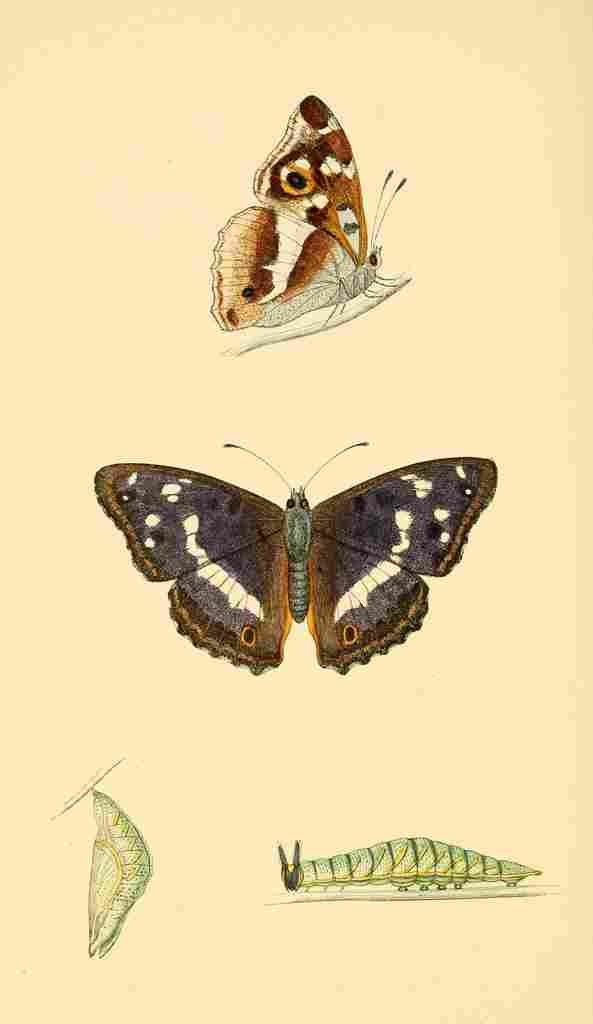 British Butterflies 1853 Purple Emperor A4 Photo Print