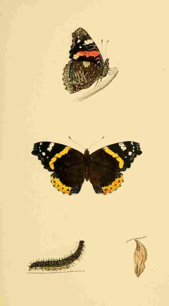 British Butterflies 1853 Red Admiral A4 Photo Print