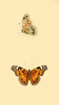 British Butterflies 1853 Scarce Painted Lady A4 Photo Print
