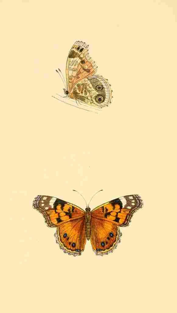 British Butterflies 1853 Scarce Painted Lady A4 Photo Print