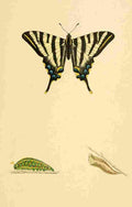 British Butterflies 1853 Scarce Swallowtail A4 Photo Print