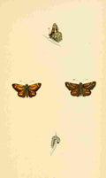 British Butterflies 1853 Silver Spotted Skipper A4 Photo Print