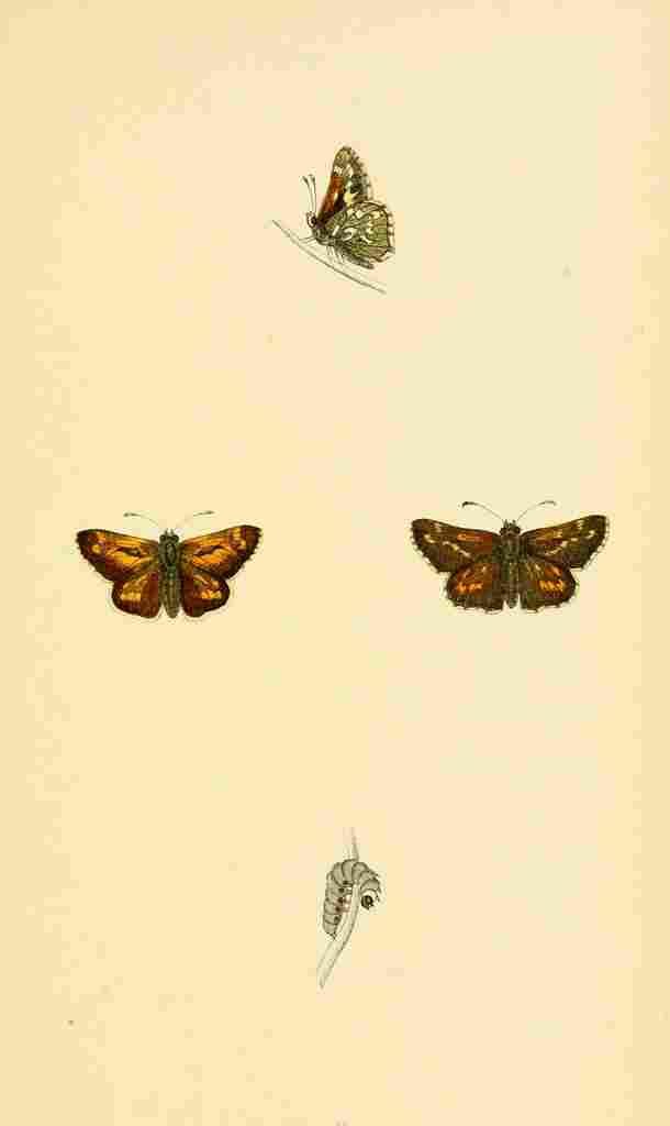 British Butterflies 1853 Silver Spotted Skipper A4 Photo Print