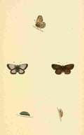 British Butterflies 1853 Silver studded Blue 1 A4 Photo Print