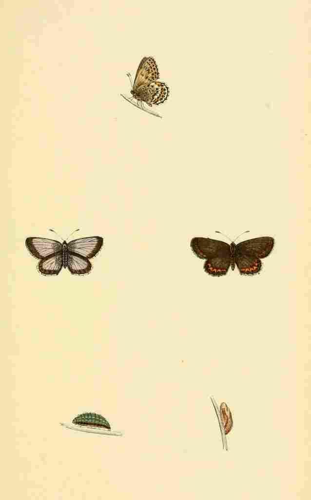 British Butterflies 1853 Silver studded Blue 1 A4 Photo Print