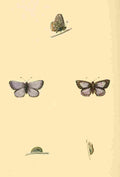 British Butterflies 1853 Silver studded Blue 2 A4 Photo Print