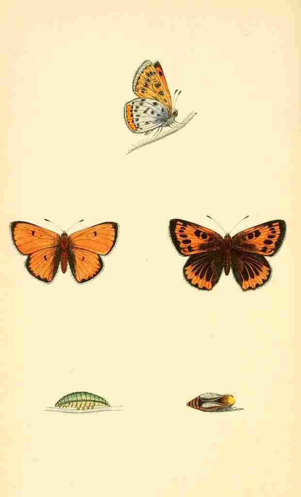 British Butterflies 1853 Silver washed Fritillary A4 Photo Print