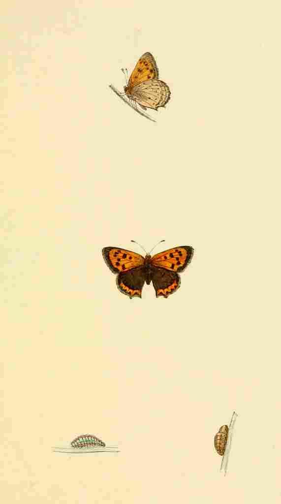 British Butterflies 1853 Small Copper A4 Photo Print
