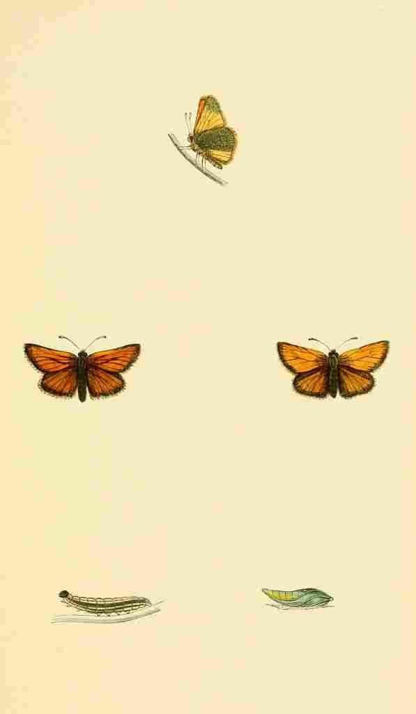 British Butterflies 1853 Small Skipper A4 Photo Print