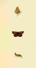 British Butterflies 1853 Spotted Skipper A4 Photo Print