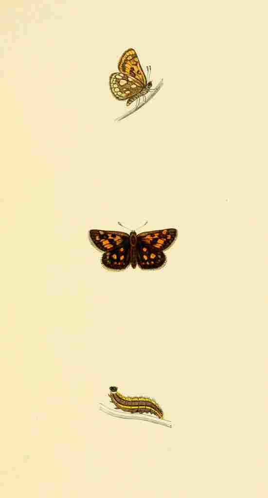 British Butterflies 1853 Spotted Skipper A4 Photo Print